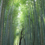 四季の風景「京都嵯峨野」竹林の小径