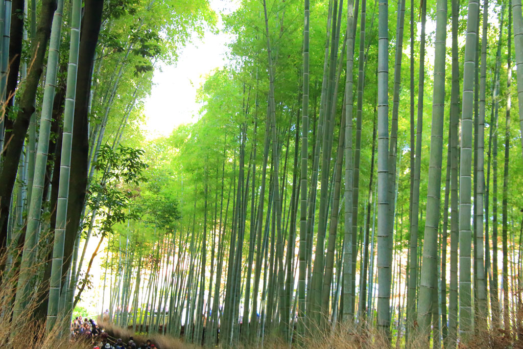 京都「嵐山」竹林の小道
