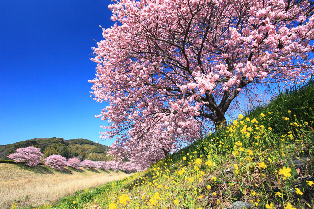 南伊豆町下賀茂「河津桜」青野川沿いの河津桜並木