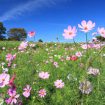 「昭和記念公園の春秋」広大なコスモスの花風景