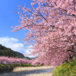 河津町　どこまでも続く河津桜風景