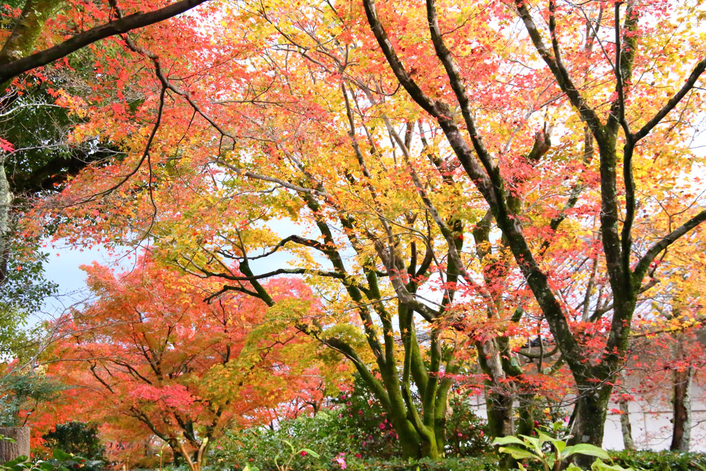京都「天龍寺」境内の紅葉風景