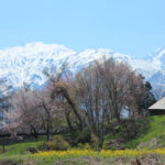 四季の風景「白馬村」冠雪の白馬を彩る桜風景