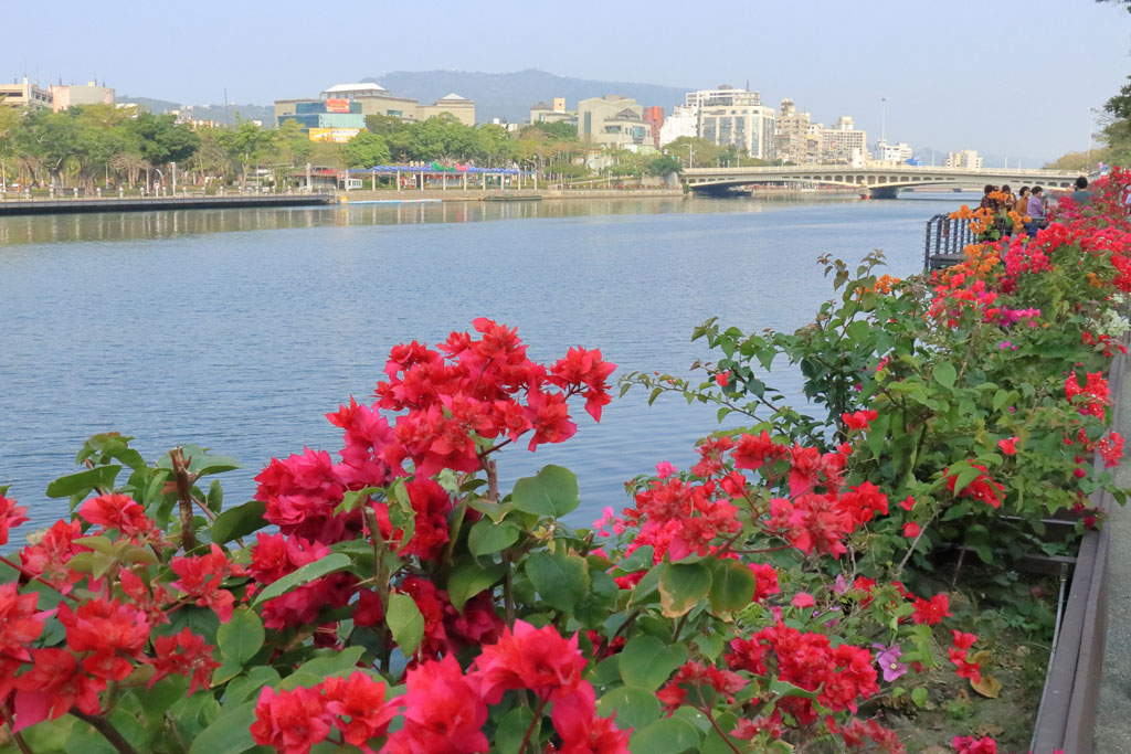 台湾高雄市「愛河河畔」花風景が続く河畔