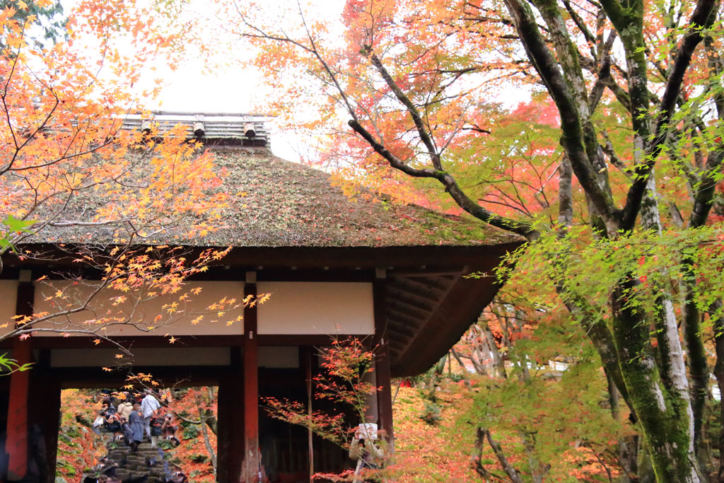 京都「常寂光寺」仁王門の紅葉