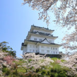 四季の風景「小田原城跡公園」桜風景に浮かぶお城