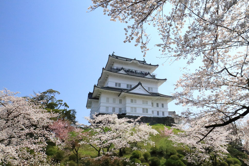 「小田原城跡公園の桜」桜キャンバスに浮かぶお城