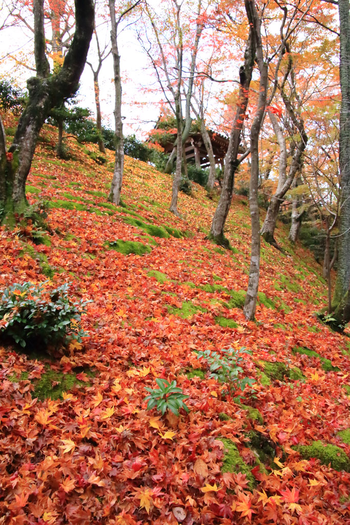 京都「常寂光寺」仁王門脇の紅葉