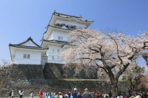 「小田原城跡公園の桜」桜越しに城を見上げる