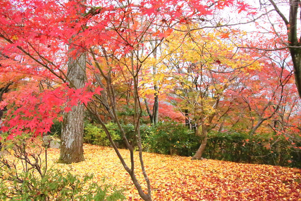 京都「常寂光寺」紅葉と黄葉のグラデーション