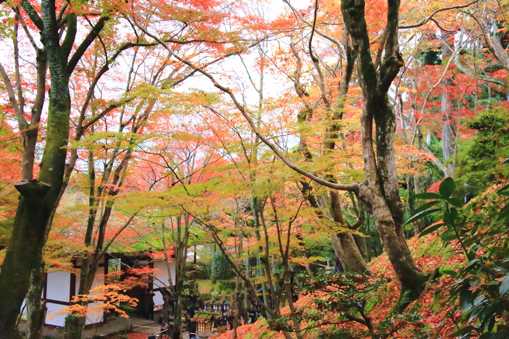 京都「常寂光寺」仁王門近くの紅葉林
