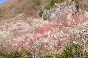 神奈川「湯河原梅林」幕内公園の梅園風景