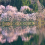 四季の風景「長野県木崎湖」早朝の湖面に映える桜並木