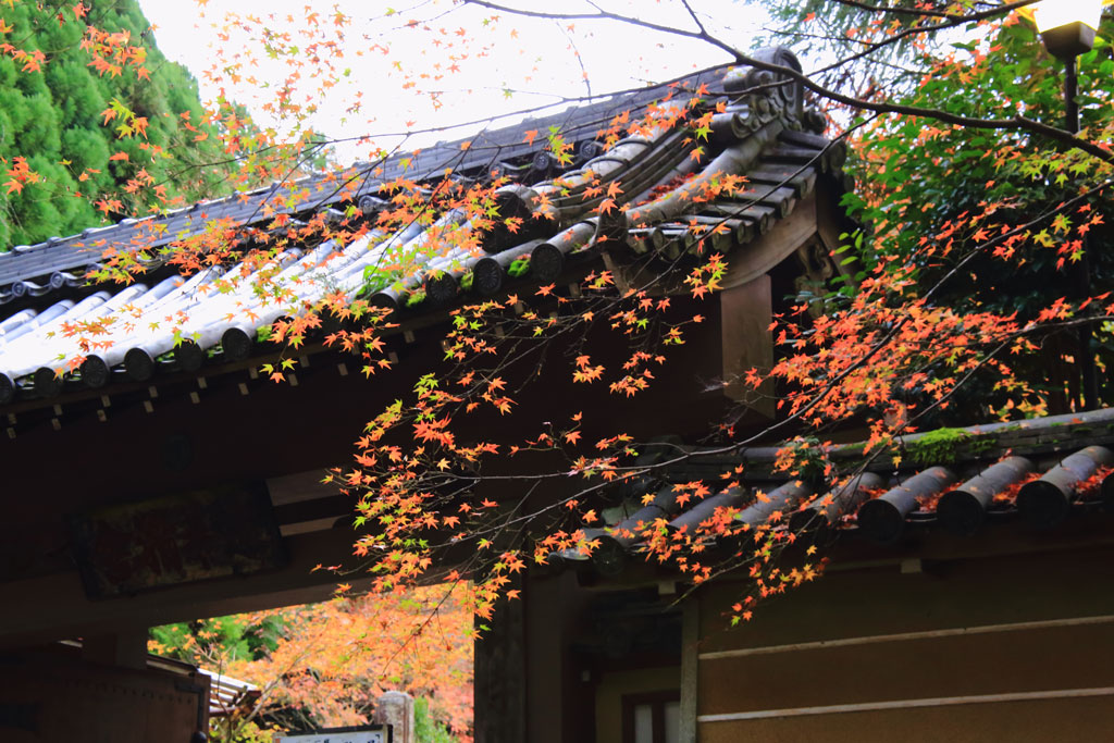 京都「祇王寺」祇王寺門の紅葉