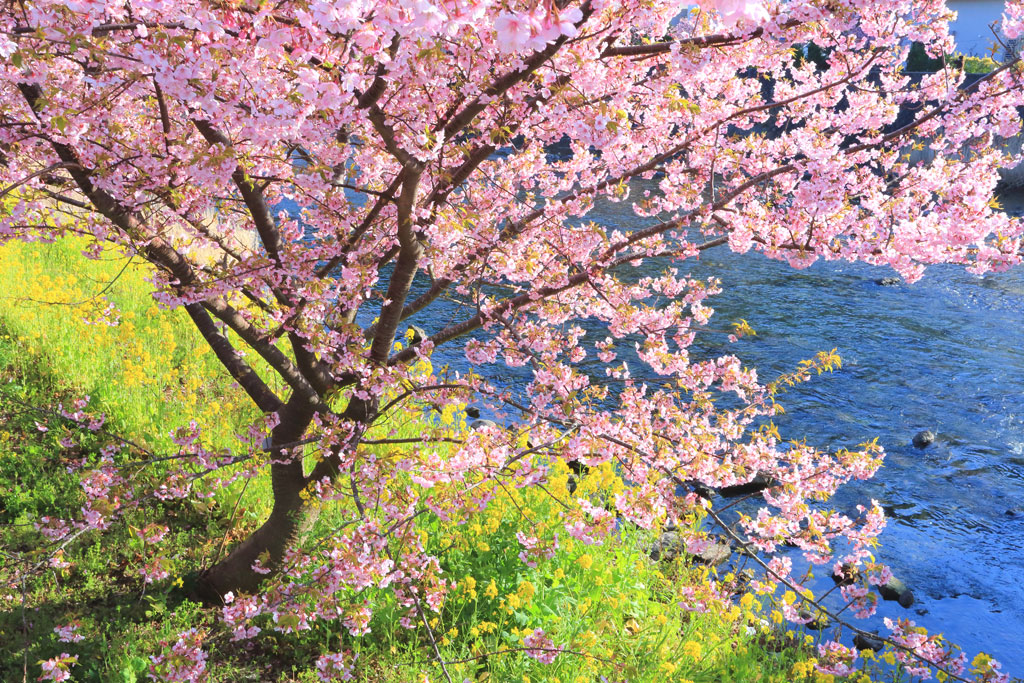 伊豆「河津町」河津桜の若木