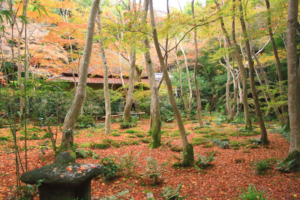 京都「祇王寺」紅葉積る苔庭と草庵