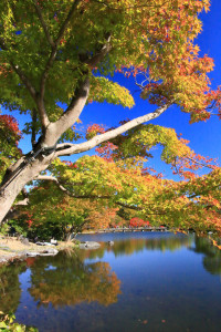 「昭和記念公園」日本庭園内の池に映える紅葉