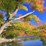 「昭和記念公園の春秋」池に映える紅葉