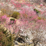 四季の風景「湯河原梅園」紅白の梅林風景
