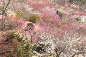 神奈川「湯河原梅林」紅梅白梅の花風景