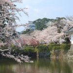 四季の風景「小田原城跡公園」お堀の桜風景