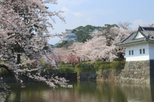 「小田原城跡公園の桜」お堀の桜風景