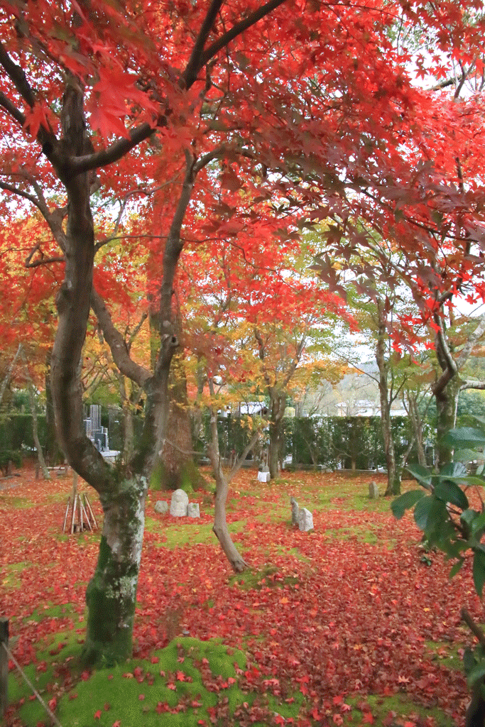 京都「化野念仏寺」西院の河原脇の紅葉