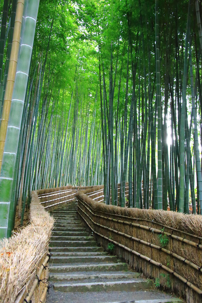 京都「化野念仏寺」竹林の小径