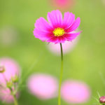 クローズアップ写真「ボケ効果美しい花風景」コスモス