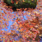 「昭和記念公園の春秋」水面を彩る紅葉