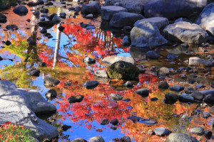 「昭和記念公園」水面に映える紅葉