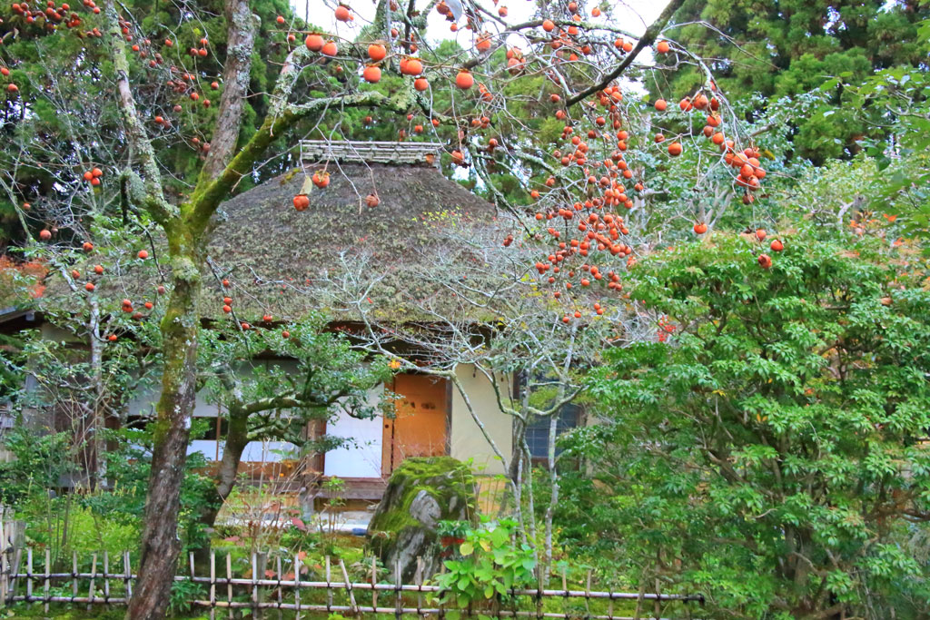 京都「落柿舎」実った柿の木と次庵