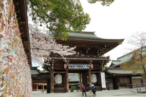 神奈川「寒川神社の桜」山門脇の桜風景