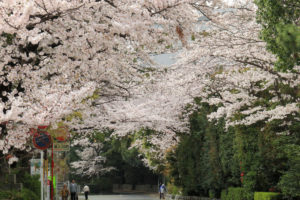 神奈川「寒川神社の桜」参道の桜並木