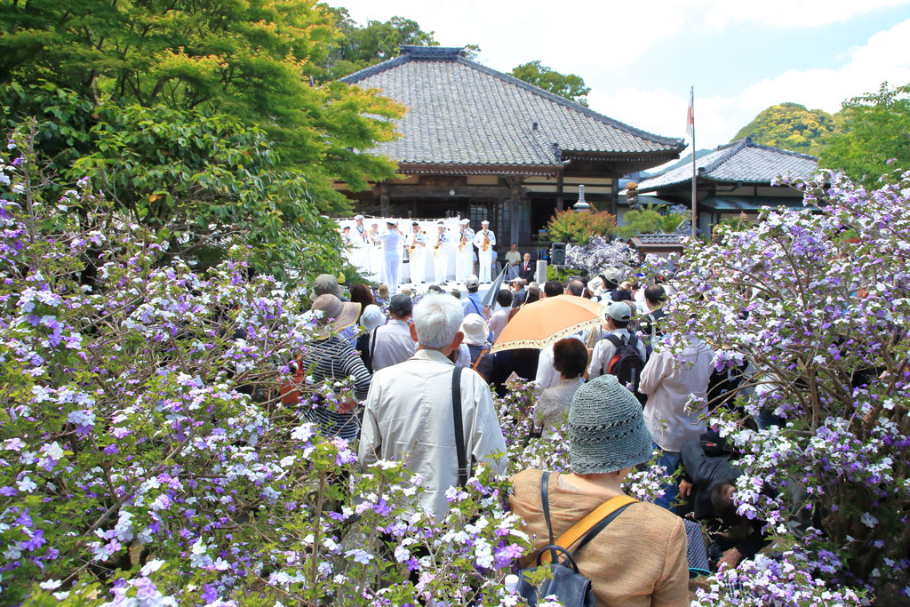 下田市「了仙寺」アメリカジャスミンの中の演奏会