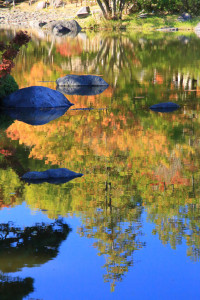 「昭和記念公園」池に映える紅葉