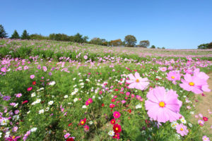 「国営昭和記念公園」コスモスの花風景