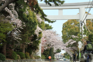 神奈川「寒川神社の桜」鳥居からの参道
