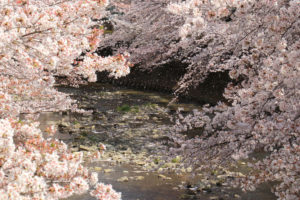 町田市「恩田川河畔の桜並木」桜のトンネル