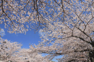 町田市「恩田川河畔の桜並木」青空に映える桜の大樹