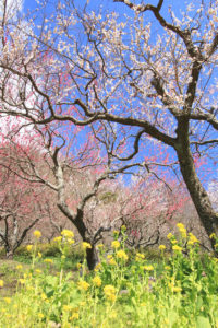 神奈川「湯河原梅林」老木の梅林に咲く梅花
