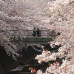 四季の風景「町田市恩田川」桜に包まれる老女