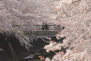 町田市「恩田川河畔の桜並木」橋上から桜風景を見つめる二人