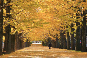 「昭和記念公園」立川口の銀杏並木