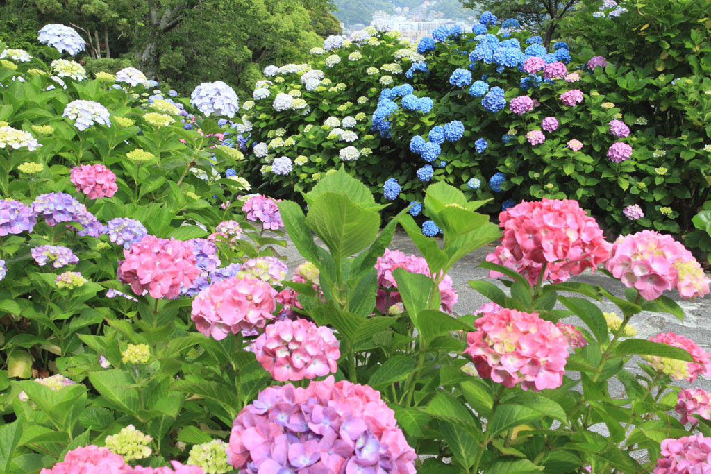 下田市「下田公園」公園内のアジサイ群