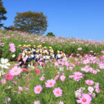 「昭和記念公園の春秋」コスモス畑で記念撮影