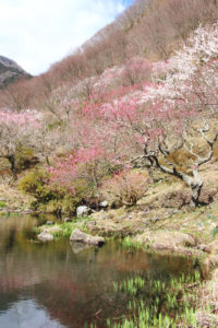 神奈川「湯河原梅林」池に映える紅梅白梅の光景