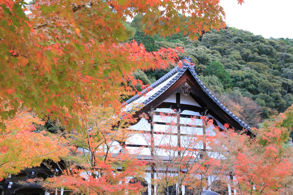 京都「永観堂」釈迦堂の紅葉