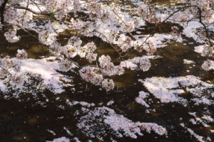 町田市「恩田川河畔の桜並木」花筏