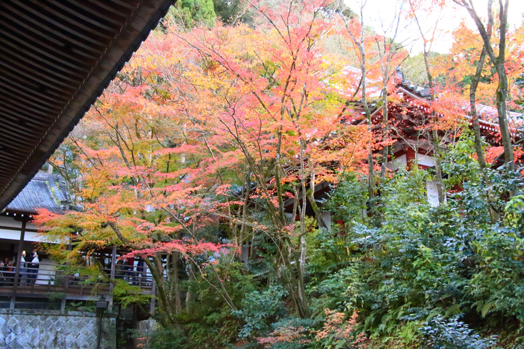 京都「永観堂」臥龍廊と紅葉